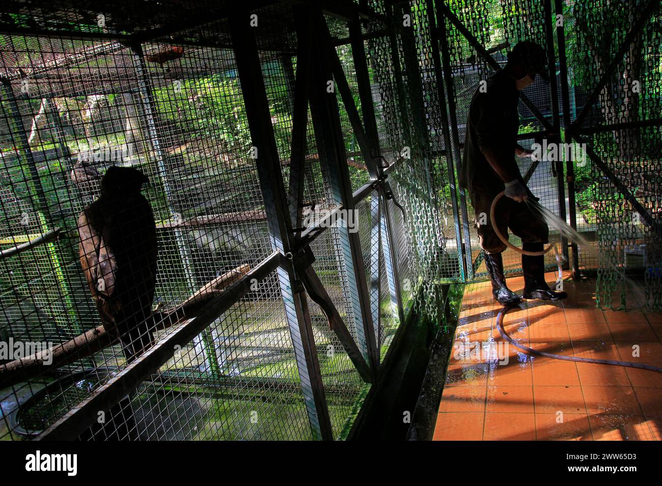 Animal keepers carry out routine cleaning cages in eagle enclosure area at Wildlife Rescue Center. Stock Photo