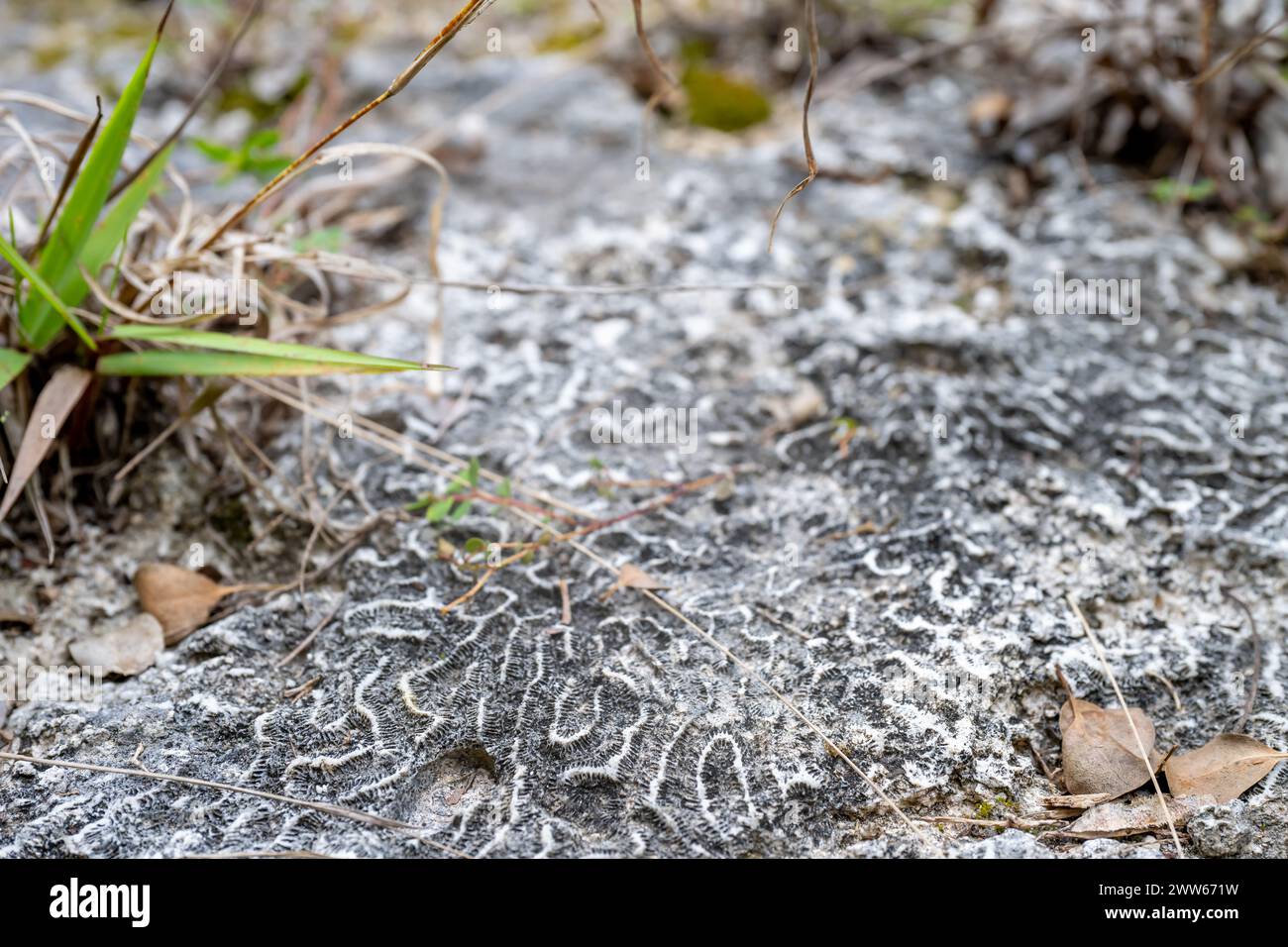 Brain Corral along the path of Windley Key Fossil Reef Geological State ...