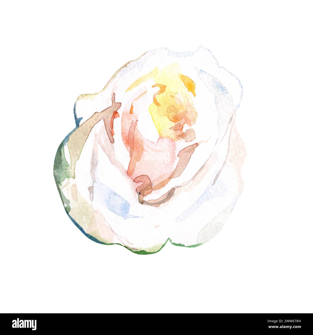 Watercolor floral illustration of white roses for collection garden ...