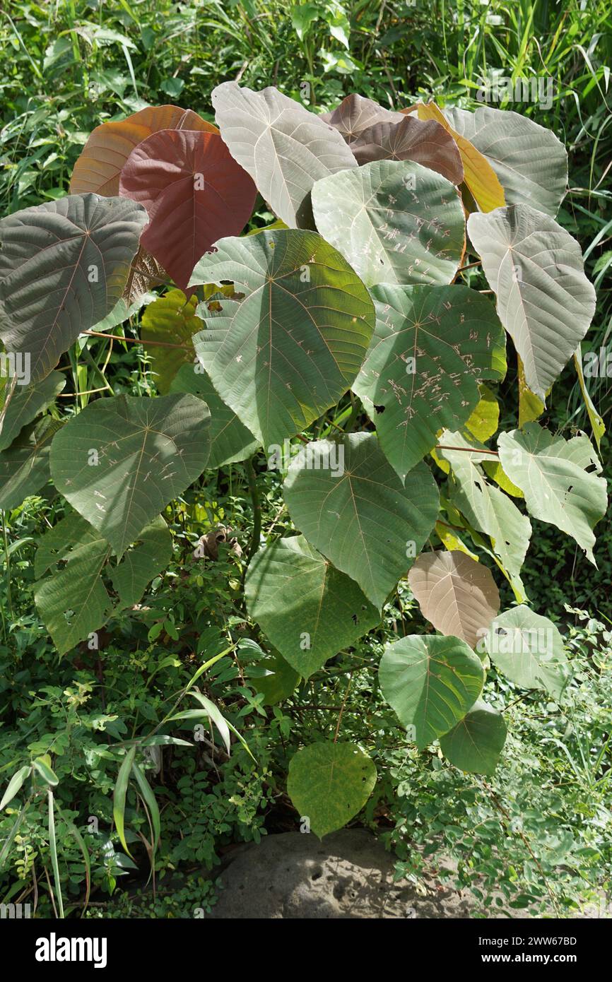 Macaranga grandifolia (Euphorbiaceae, nasturtium tree, parasol leaf tree, bingabing, Macaranga porteana) leaves. The leaves were used to wrap food Stock Photo