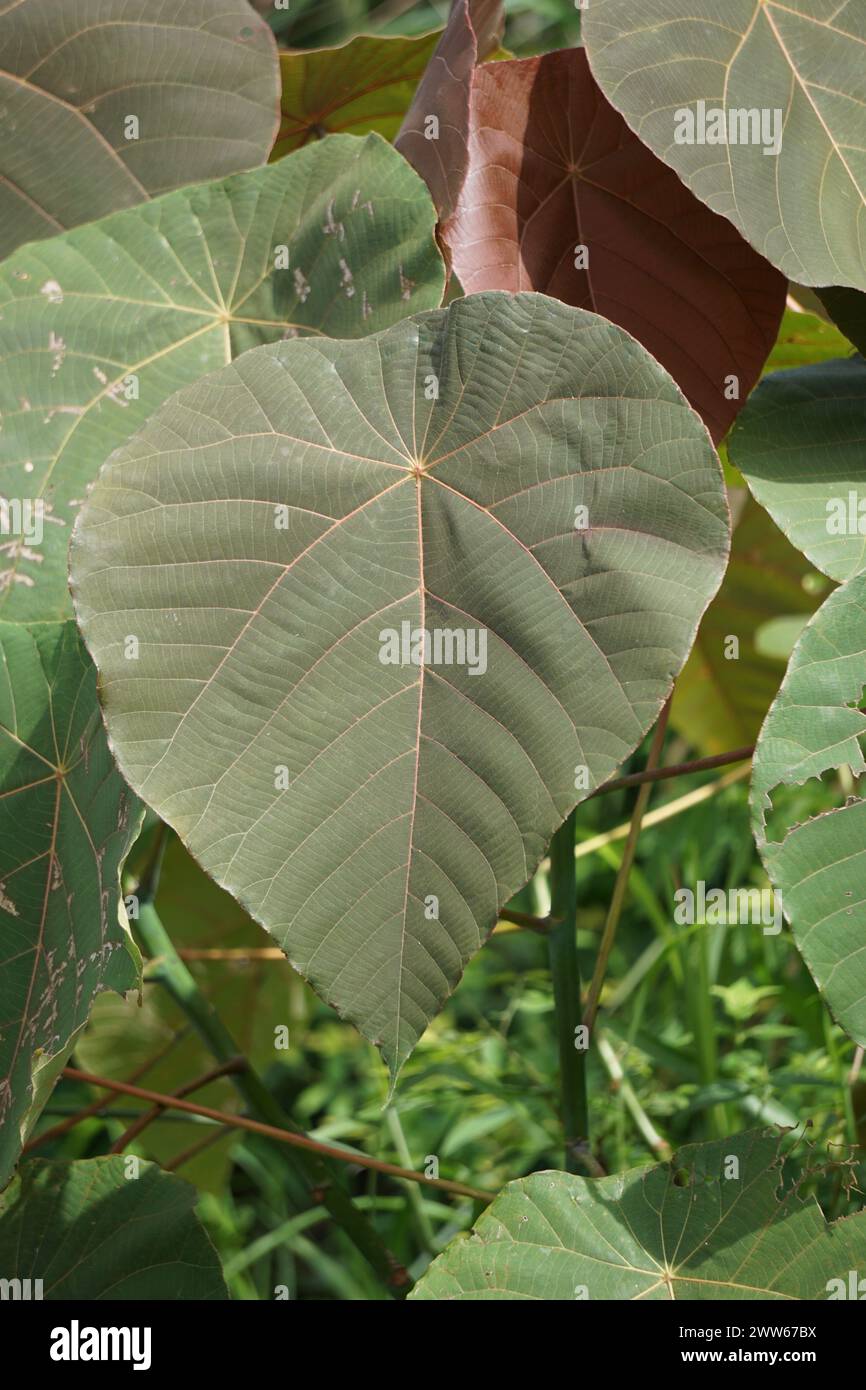 Macaranga grandifolia (Euphorbiaceae, nasturtium tree, parasol leaf tree, bingabing, Macaranga porteana) leaves. The leaves were used to wrap food Stock Photo