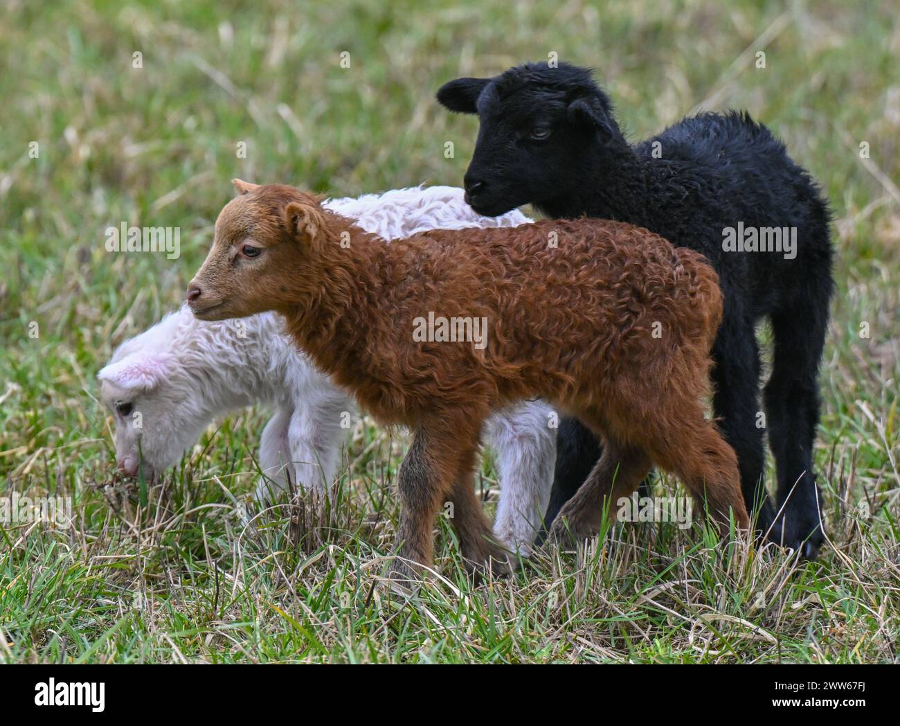 21 March 2024, Brandenburg, Steinhöfel: Three little lambs, who are siblings and have different coat colors, stand in a pasture in East Brandenburg. One of the best-known symbols of Easter is the Easter lamb. The Easter lamb has its origins in the New Testament. The sheep has been a symbol of life for thousands of years. Photo: Patrick Pleul/dpa Stock Photo