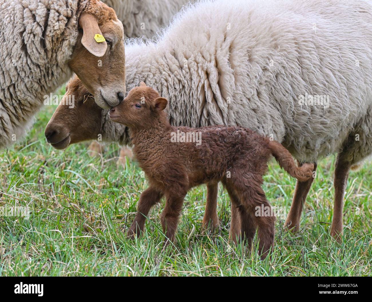Animal husbandry oder spree hi-res stock photography and images - Alamy