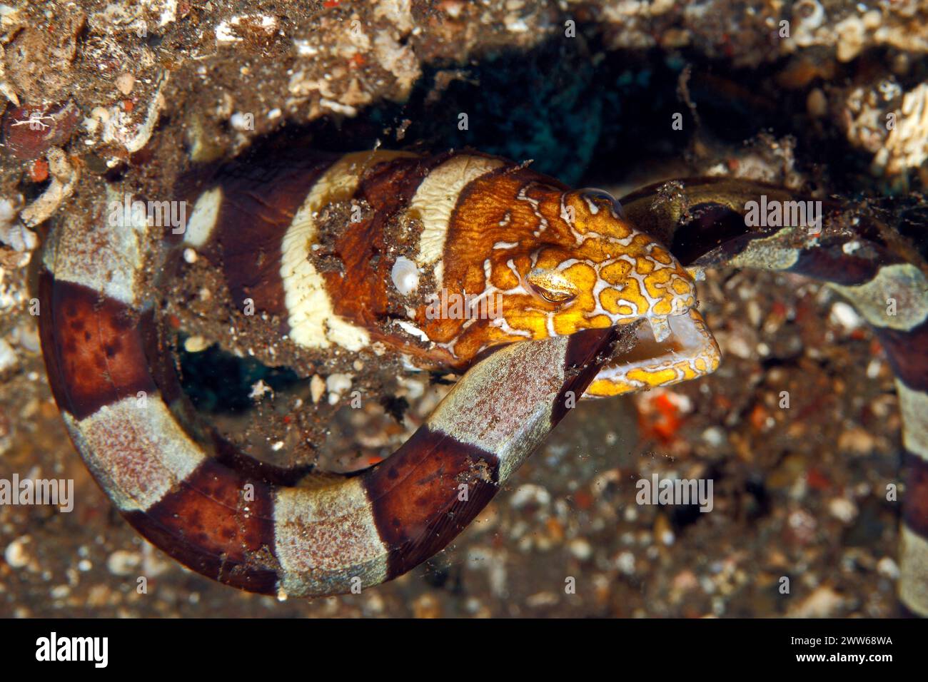 Napoleon Snake Eel Ophichthus bonaparti. These eels generally remain buried with head showing but this has captured a banded snake eel and eating it Stock Photo