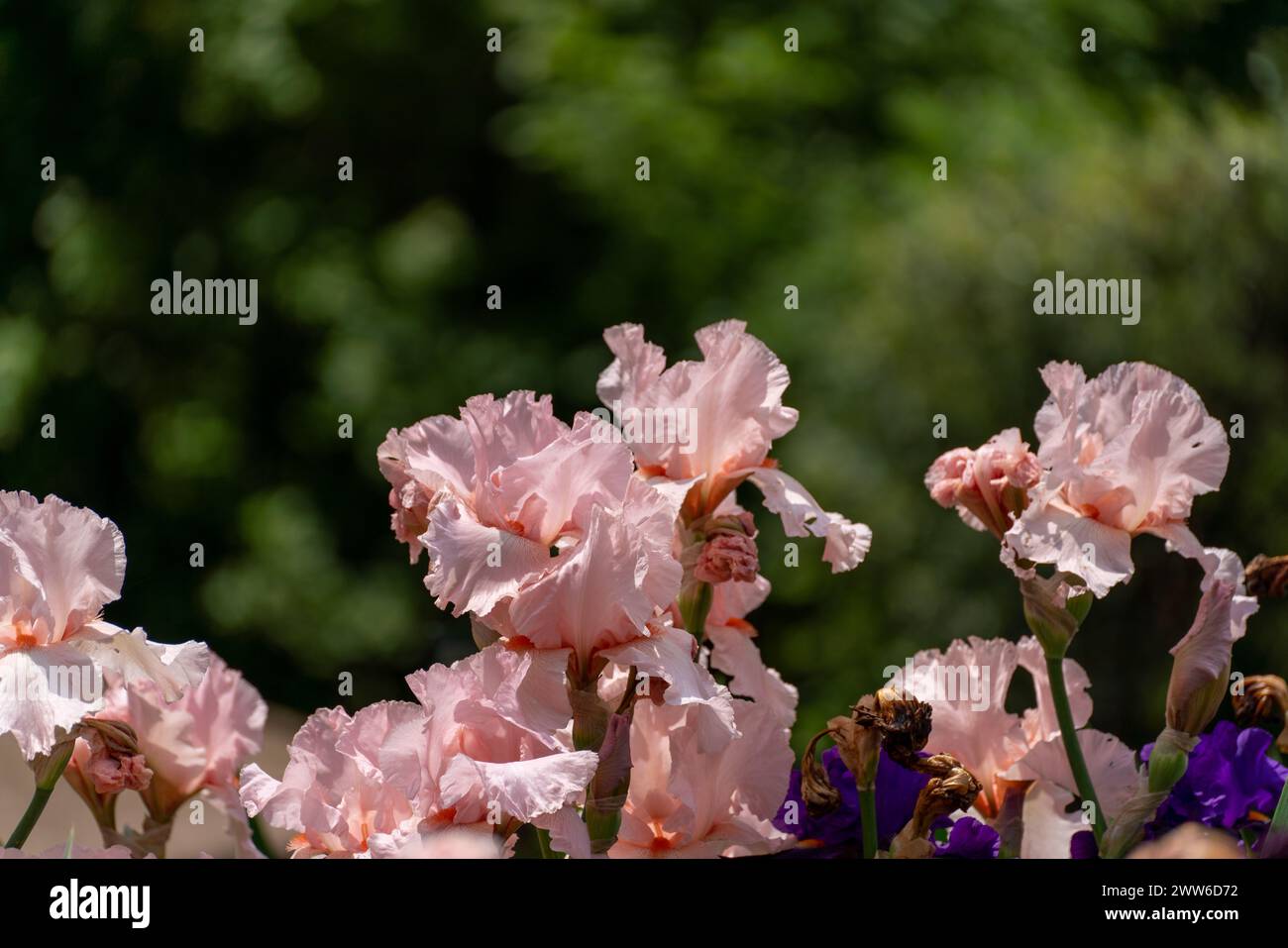 Pink bearded iris flower close up Stock Photo