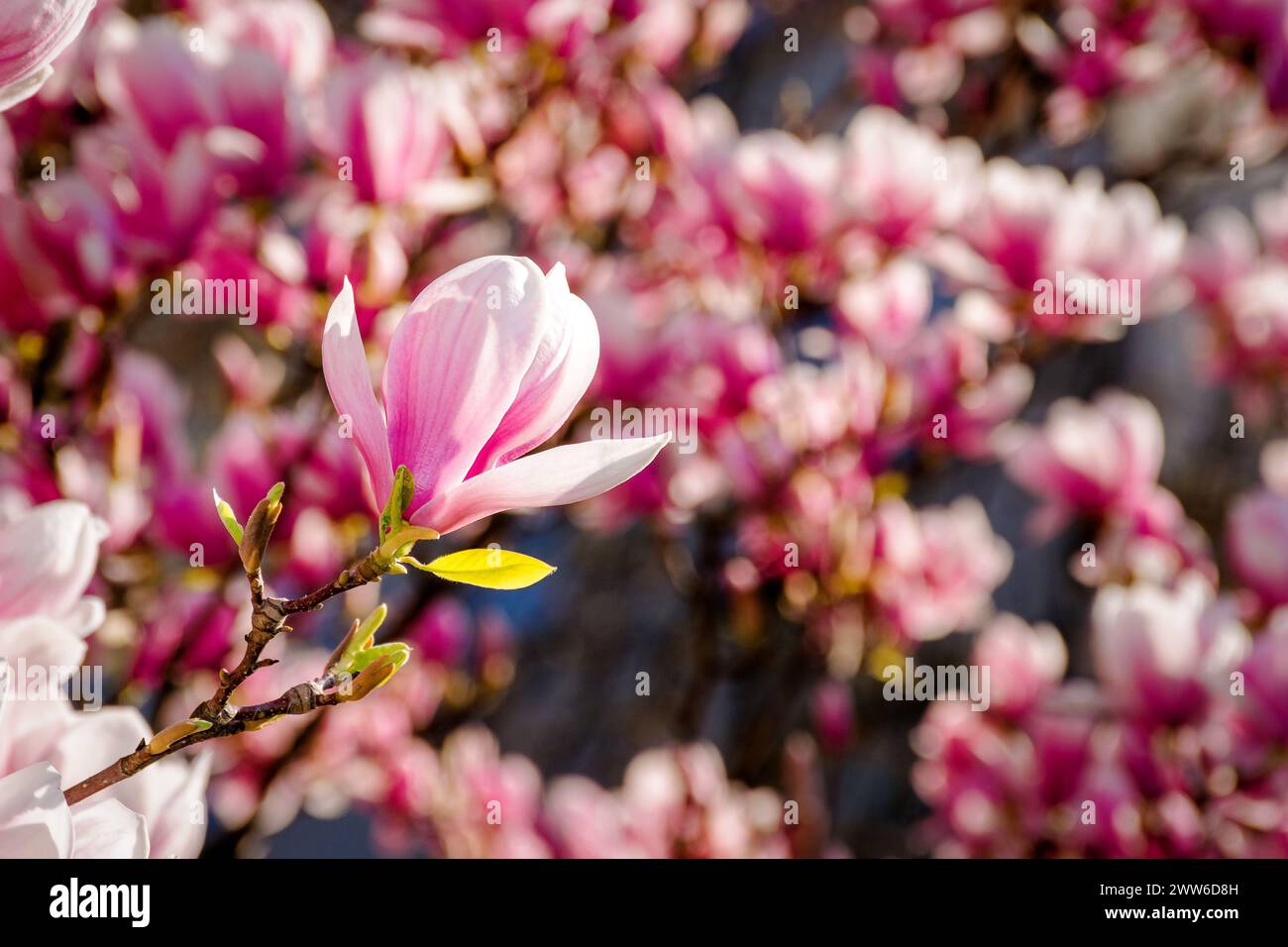 pink flowers of magnolia soulangeana tree in blossom. beautiful natural ...