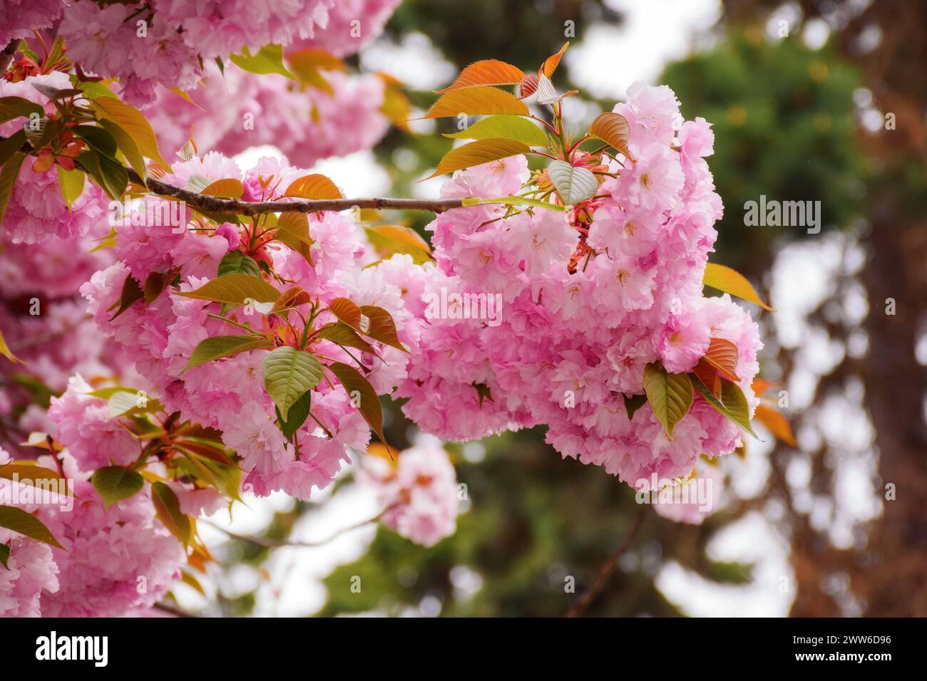 lush blossom of sakura branches. warm april weather Stock Photo