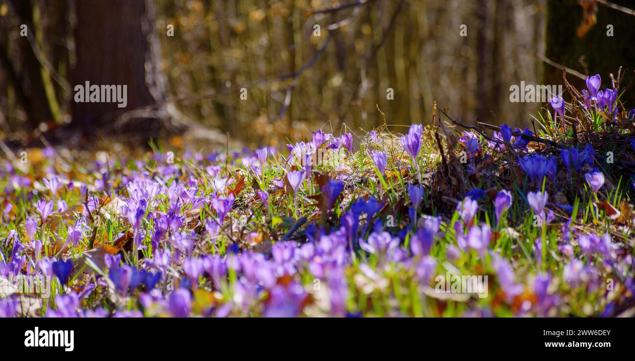 closeup of blooming crocus flowers on the glade. spring nature background on a sunny day in primeval forest Stock Photo