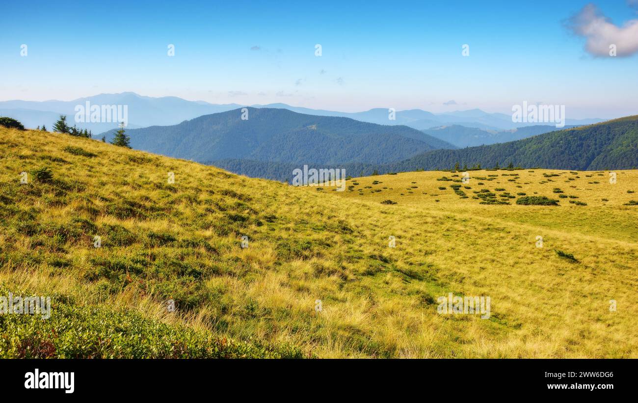 green carpathian mountain landscape with grassy meadow. alpine ukrainian scenery in summer with open view in to the distant chornohora range. warm sum Stock Photo