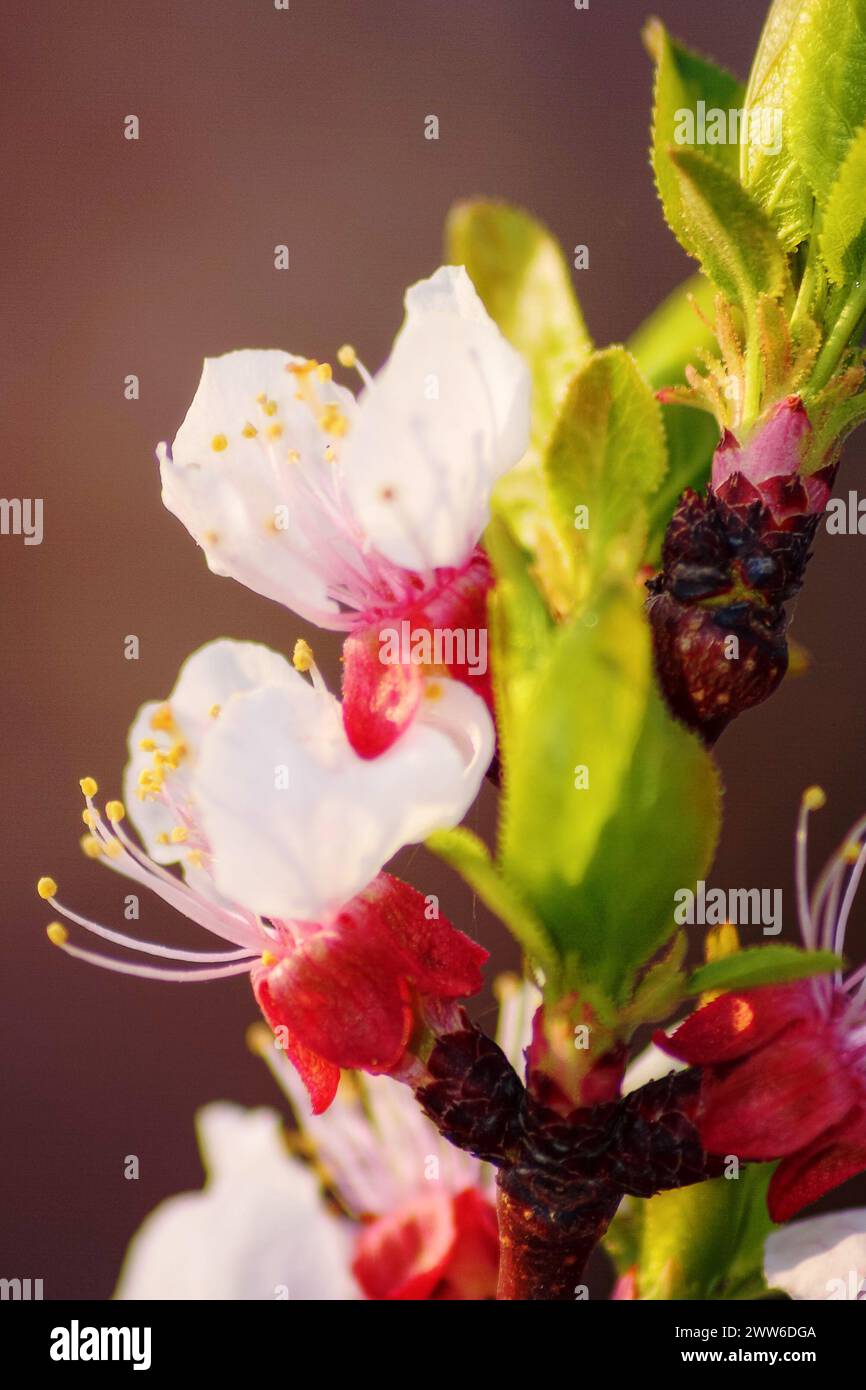 plum tree branch in full blossom. twig closeup background in spring Stock Photo