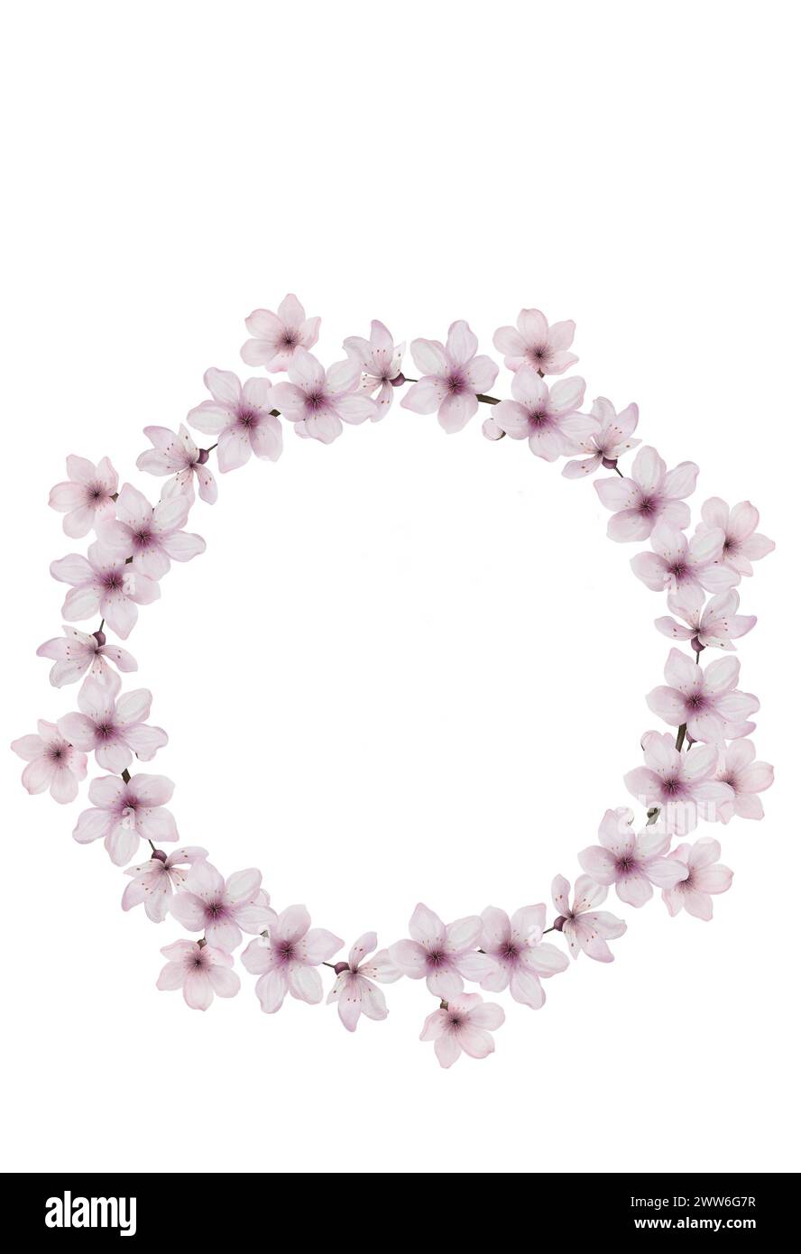 Cherry flowers. Watercolor round frame of sakura flowers. Clip art on ...