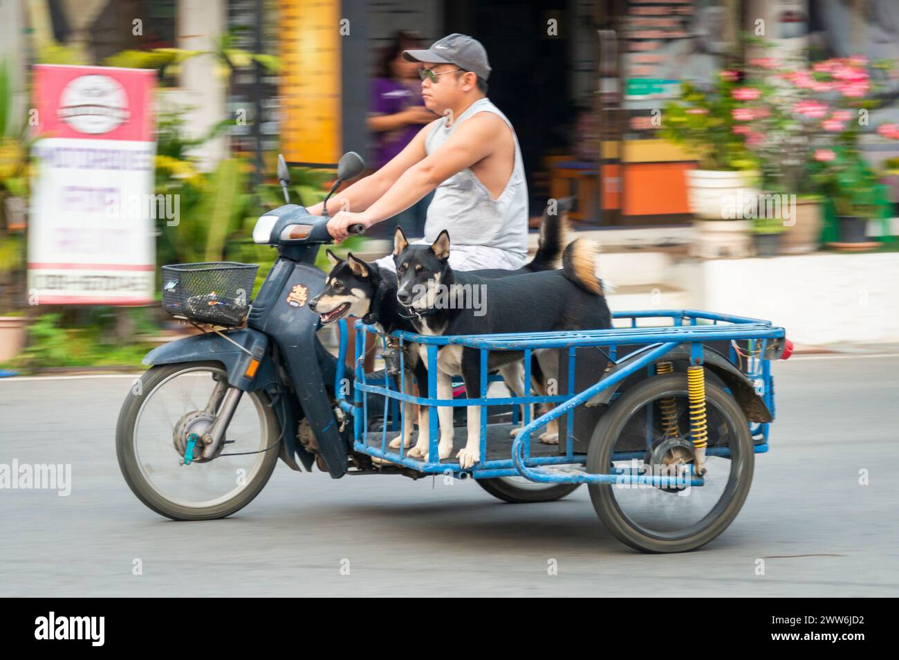 Mae Hong Son province,Northern Thailand-April 10 2023:A strange sight to see,perhaps,in Western countries.But in Asia the motorcycle is a popular way Stock Photo