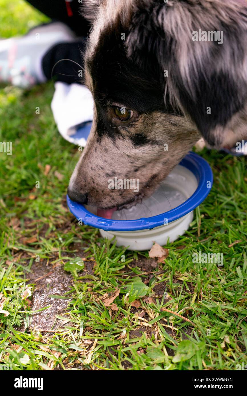 border collie puppy drinking water from a bowl in his owner's hand Stock Photo