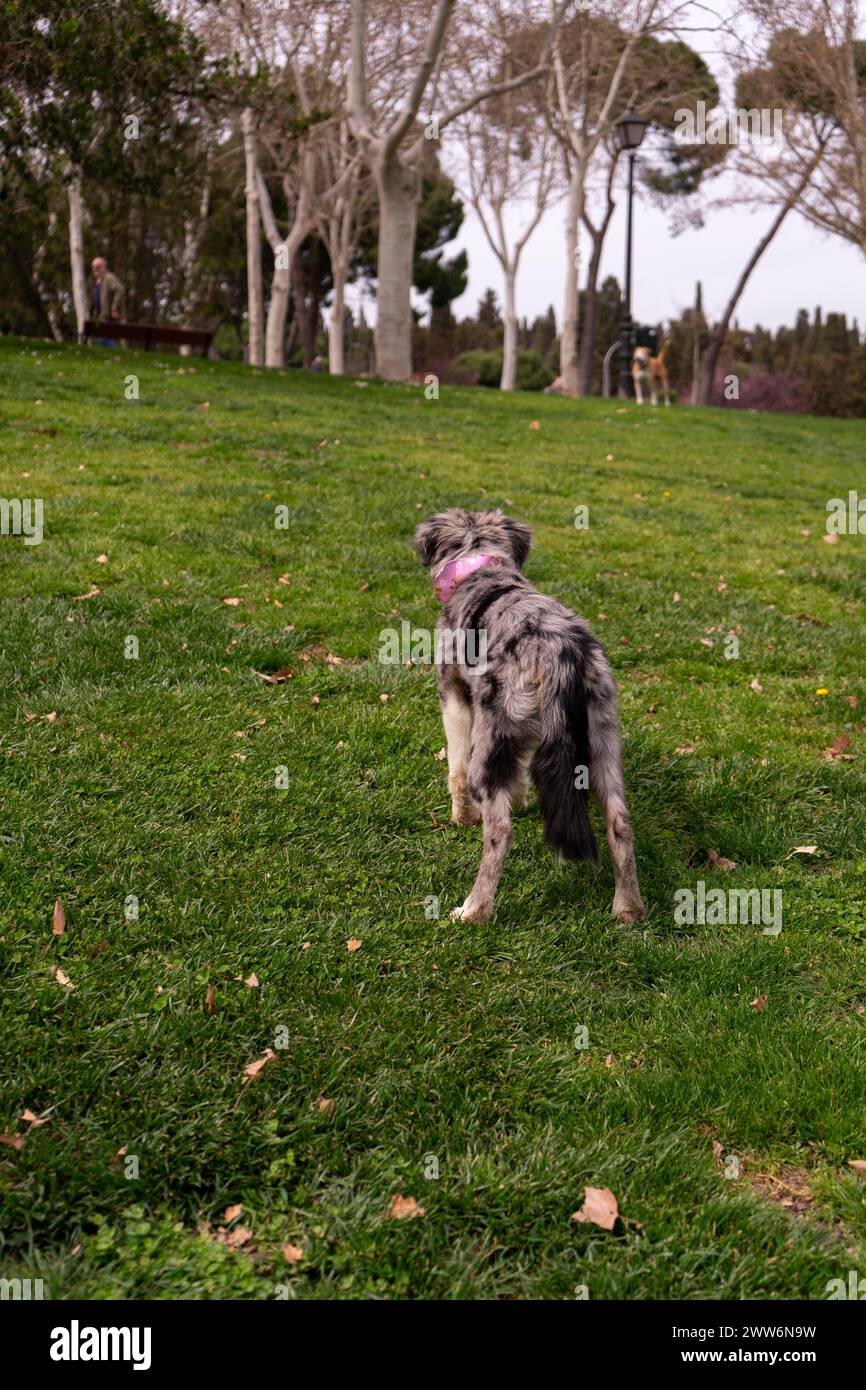 dog running in the park Stock Photo