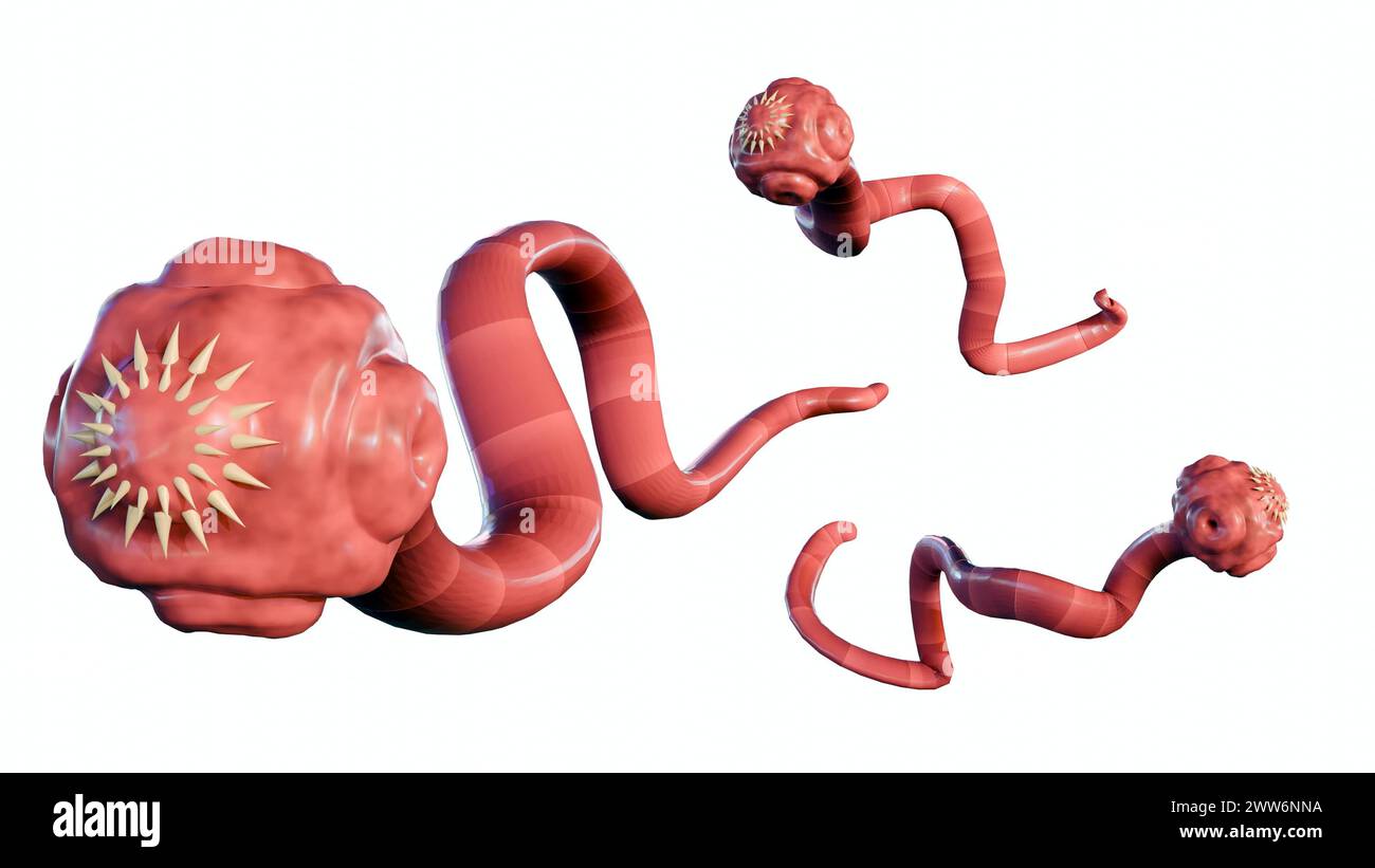 3D Rendering of isolated tapeworm. it is a flat, parasitic worm that lives in the intestines of an animal host Stock Photo