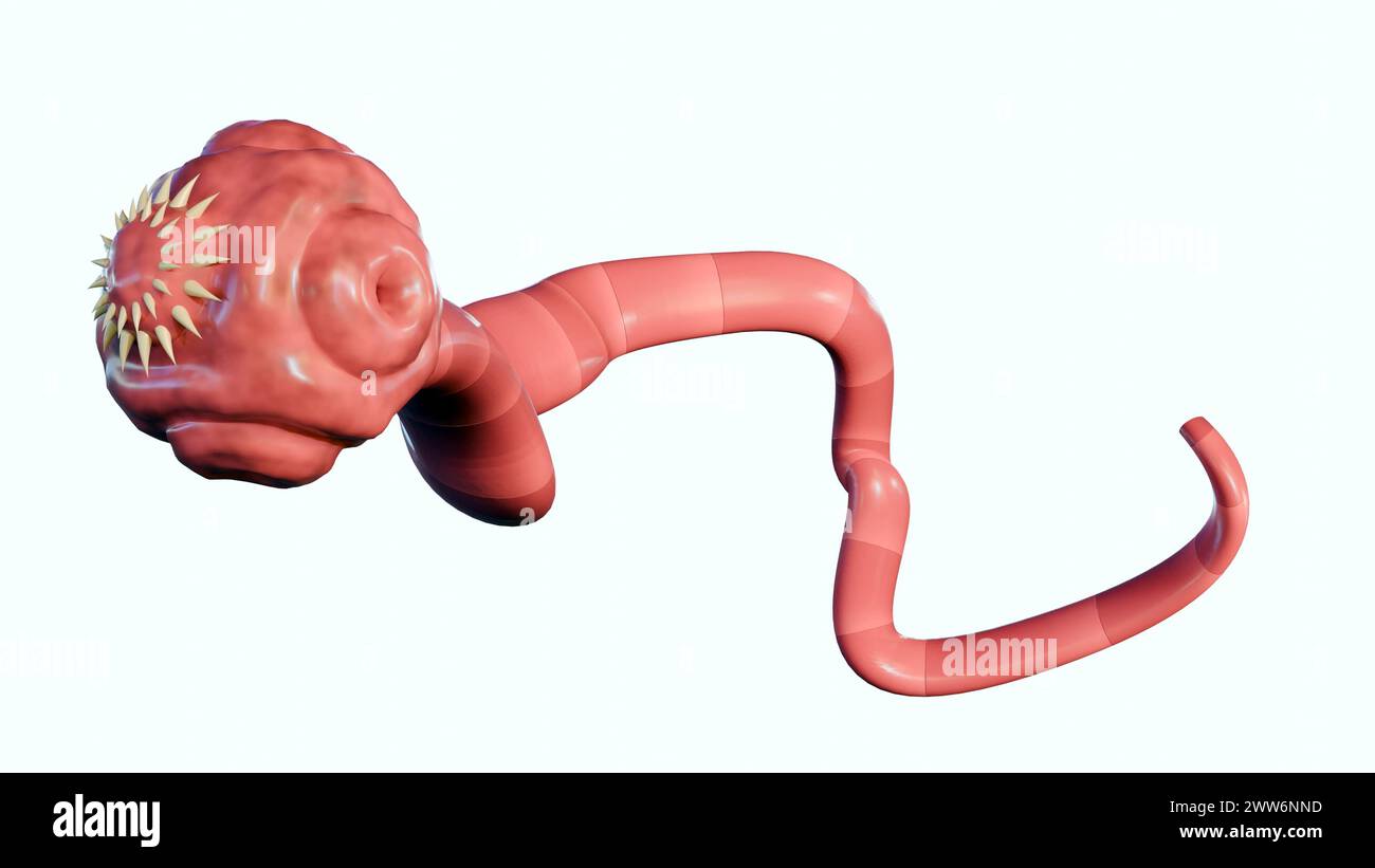 3D Rendering of isolated tapeworm. it is a flat, parasitic worm that lives in the intestines of an animal host Stock Photo