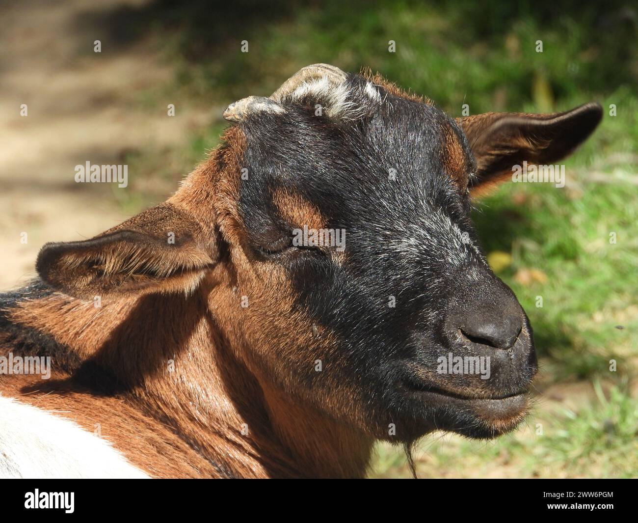 A curious goat facing the camera with its head tilted back Stock Photo