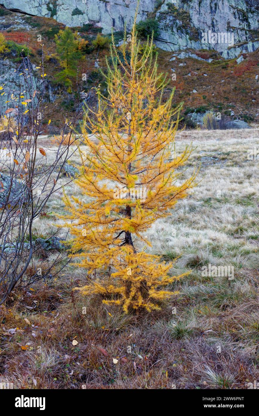Alpine landscape golden larch hi-res stock photography and images - Alamy
