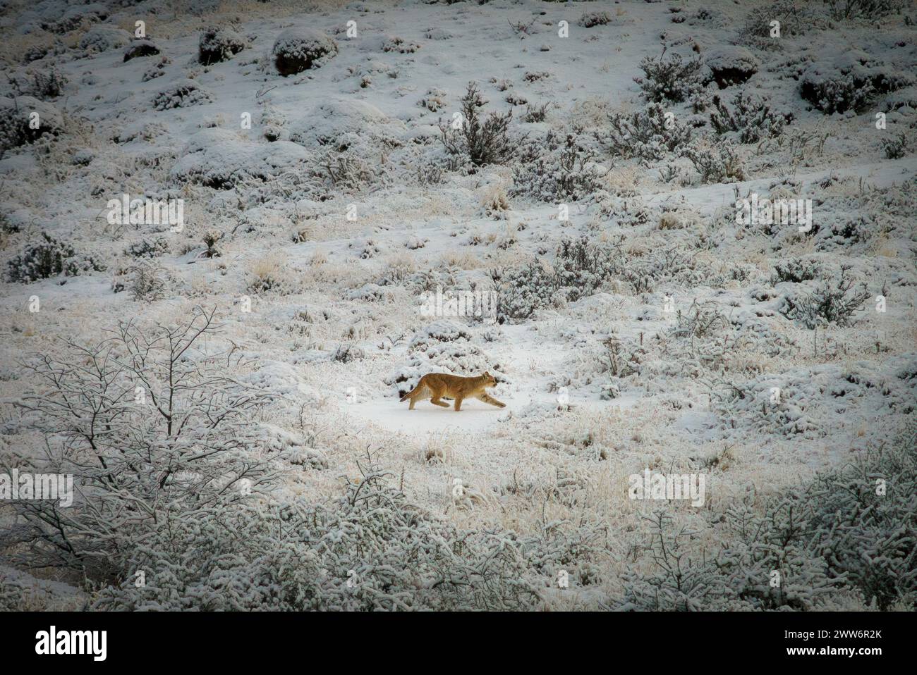 a puma cub walking alone through the snowy landscape in Torres del Paine National Park Stock Photo