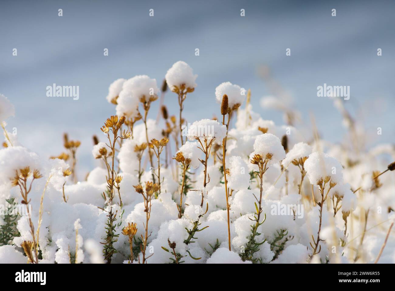 macro photography of vegetation covered with snow during the morning Stock Photo
