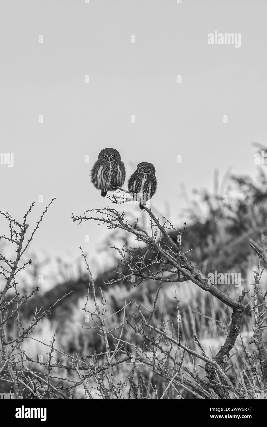 pair of patagonian owls standing on a branch against the sky. Stock Photo
