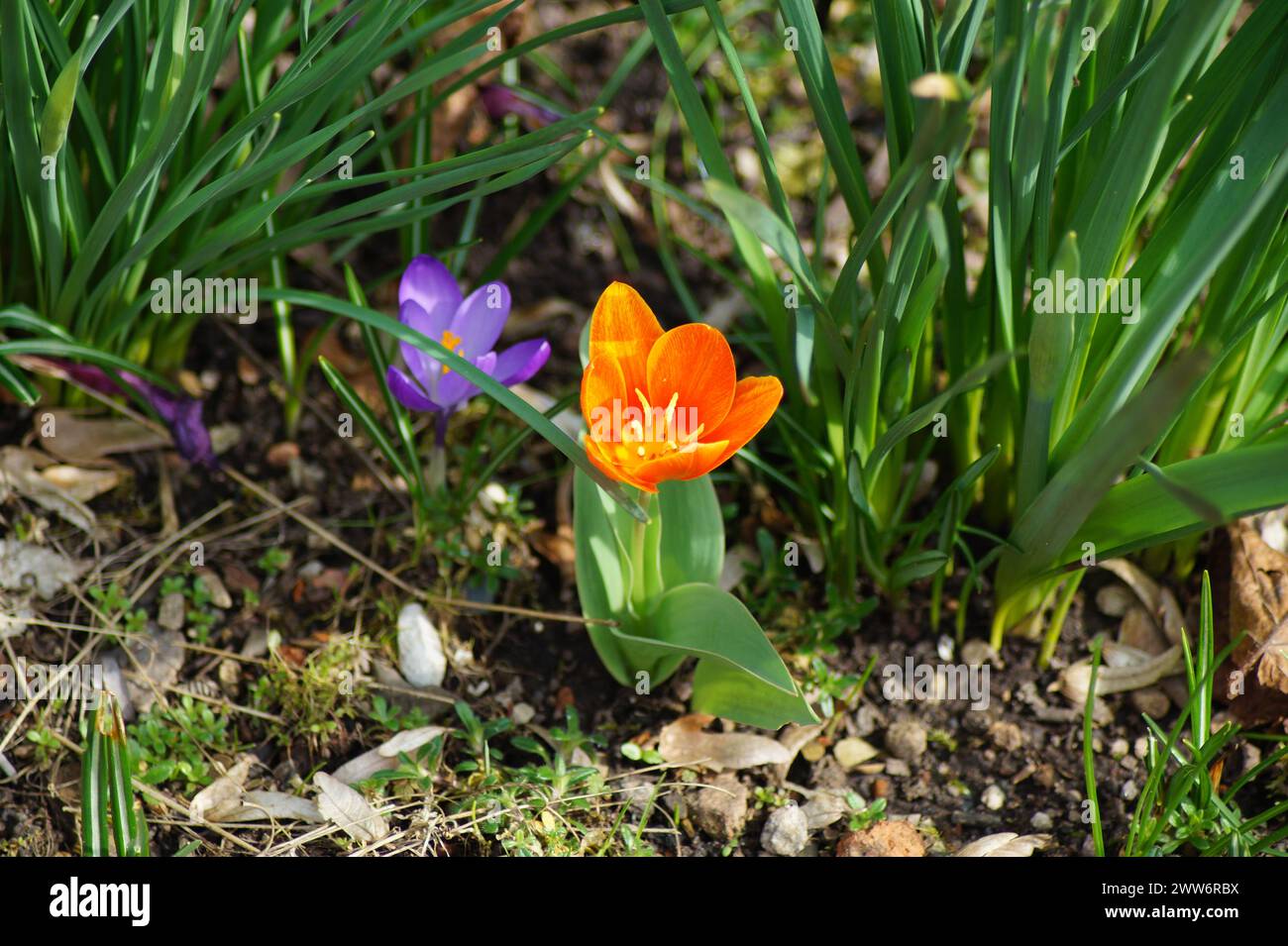 orange blossom of the spring flower tulip fosteriana juan Stock Photo