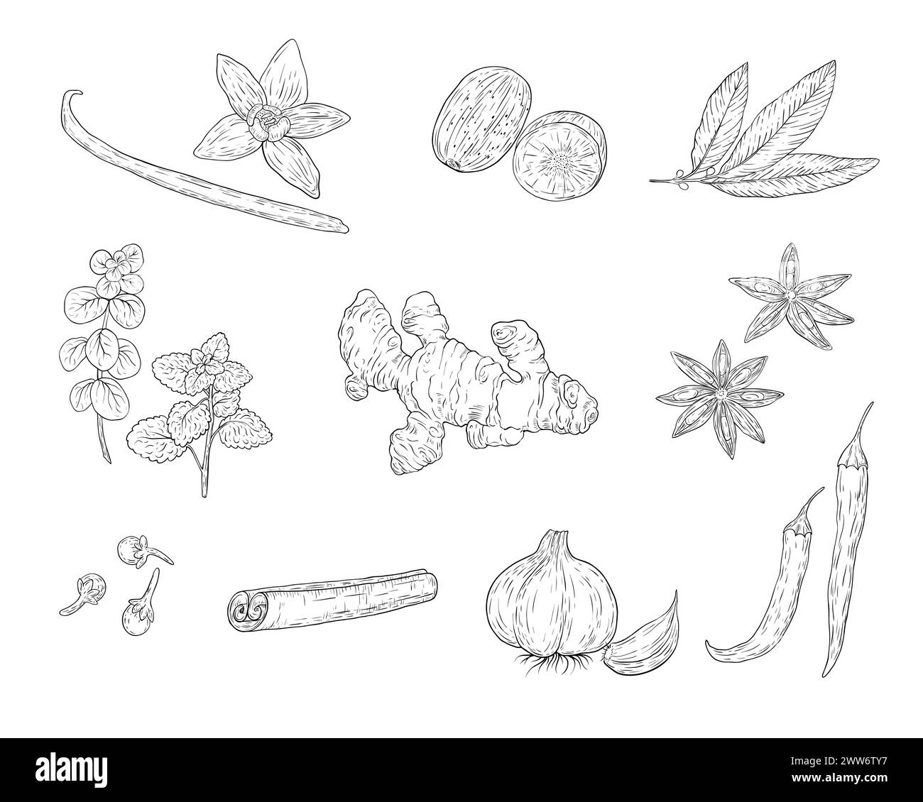 Sketch natural and organic plants set with spices and herbs in monochrome style isolated Stock Vector