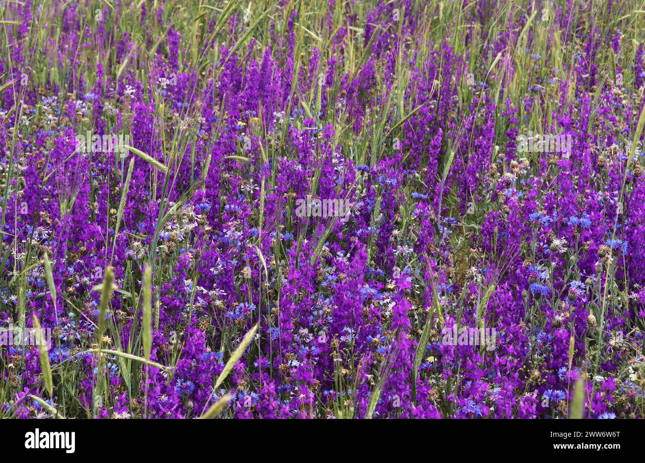green field, purple flowers wild plants Stock Photo - Alamy