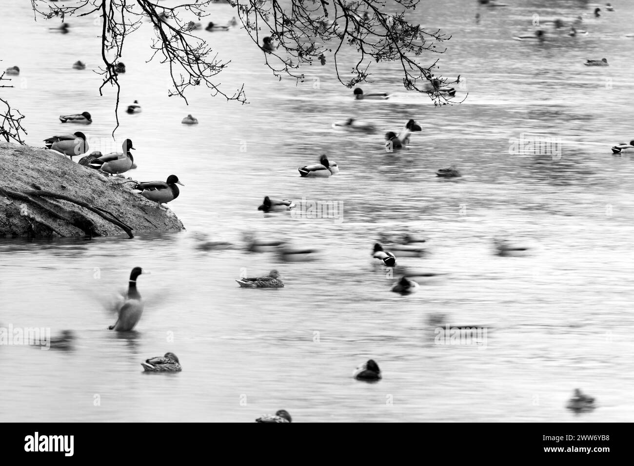 Mallards moving in a lake Stock Photo