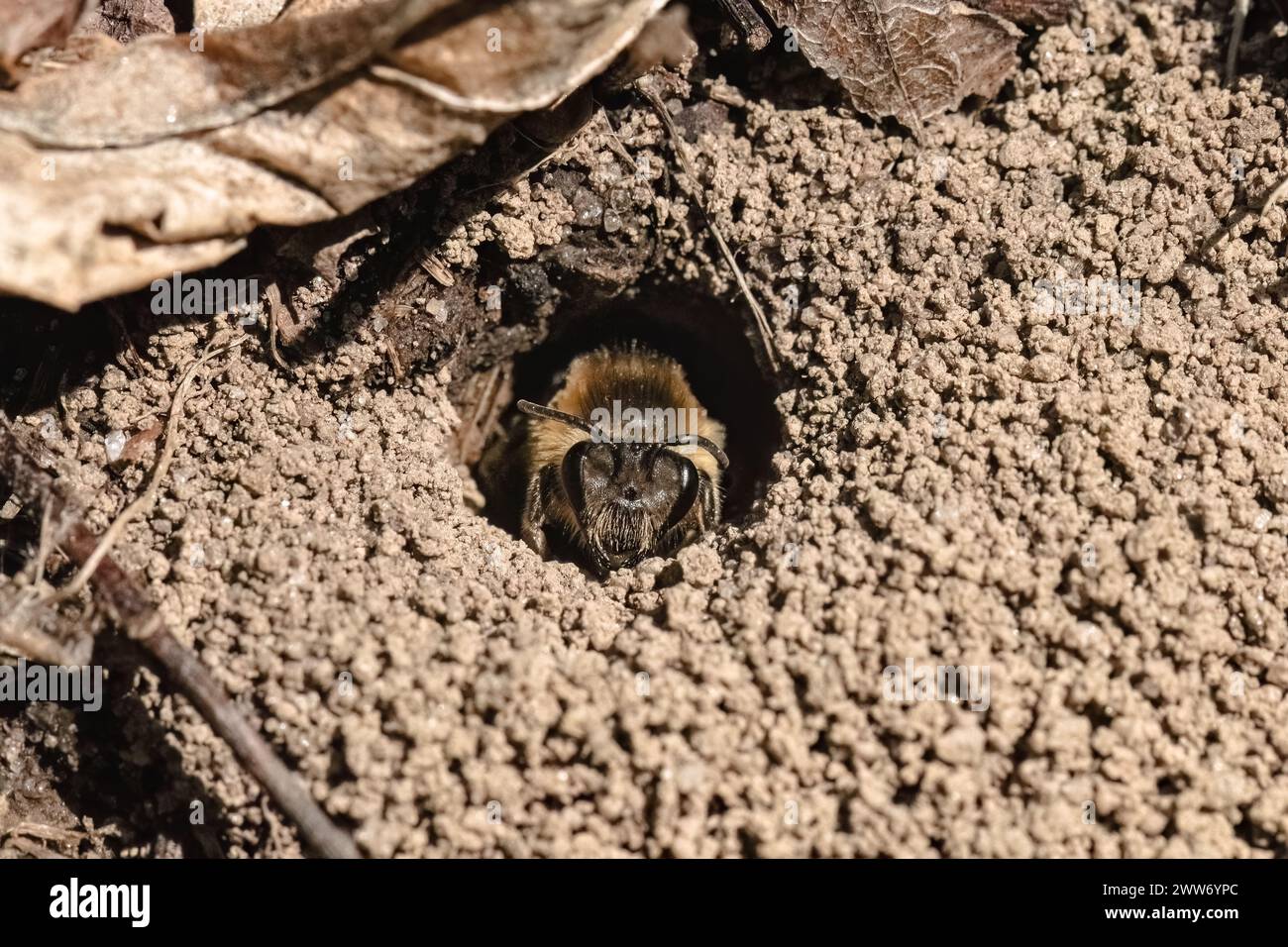 A Colletes Cellophane Polyester Bee completing its task of sandy soil excavation in order to emerge from an underground tunnel on a late winter day. Stock Photo