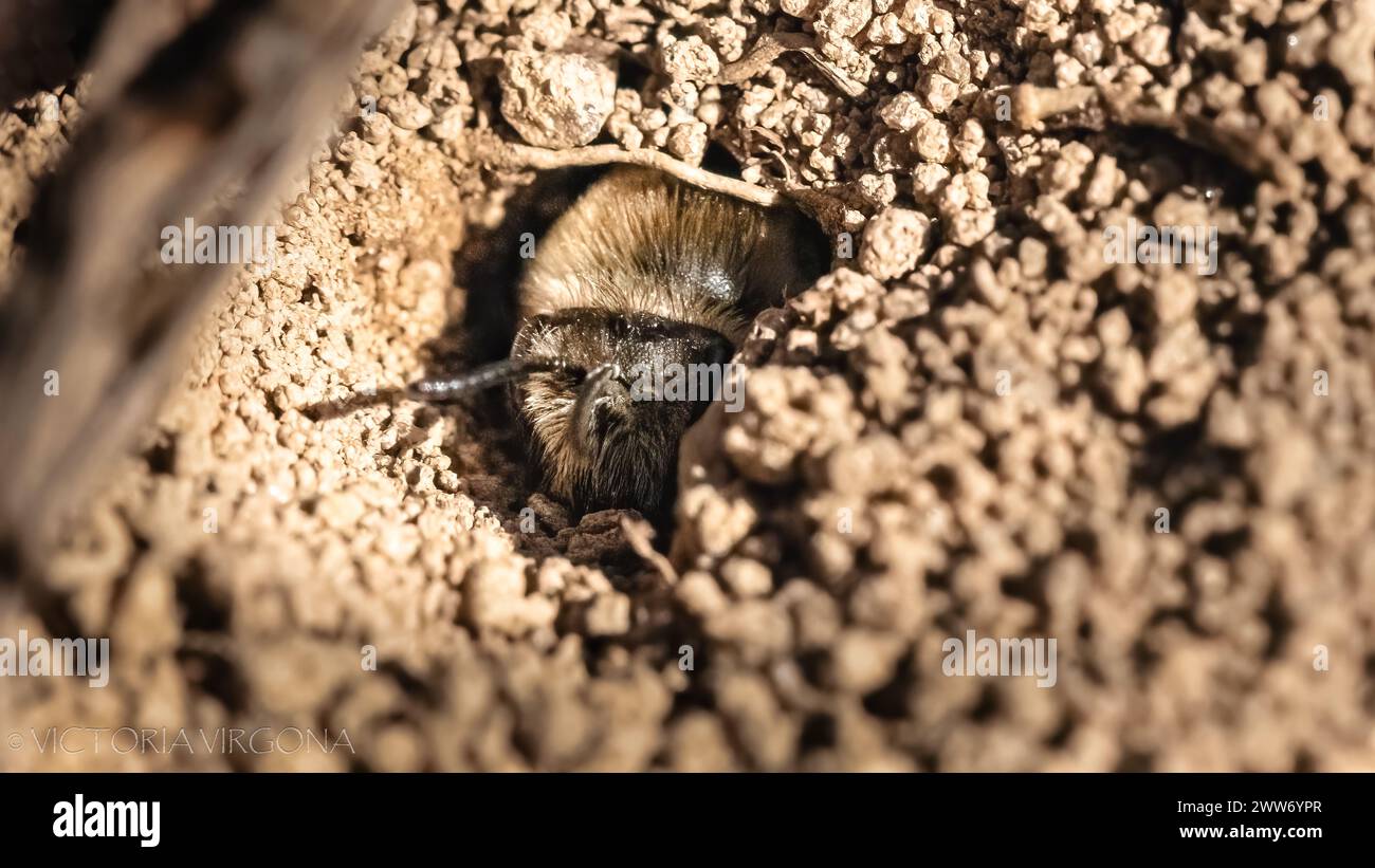 A native Colletes Cellophane Polyester Bee peeking out of the hole of its underground burrow. Long Island, New York, USA Stock Photo