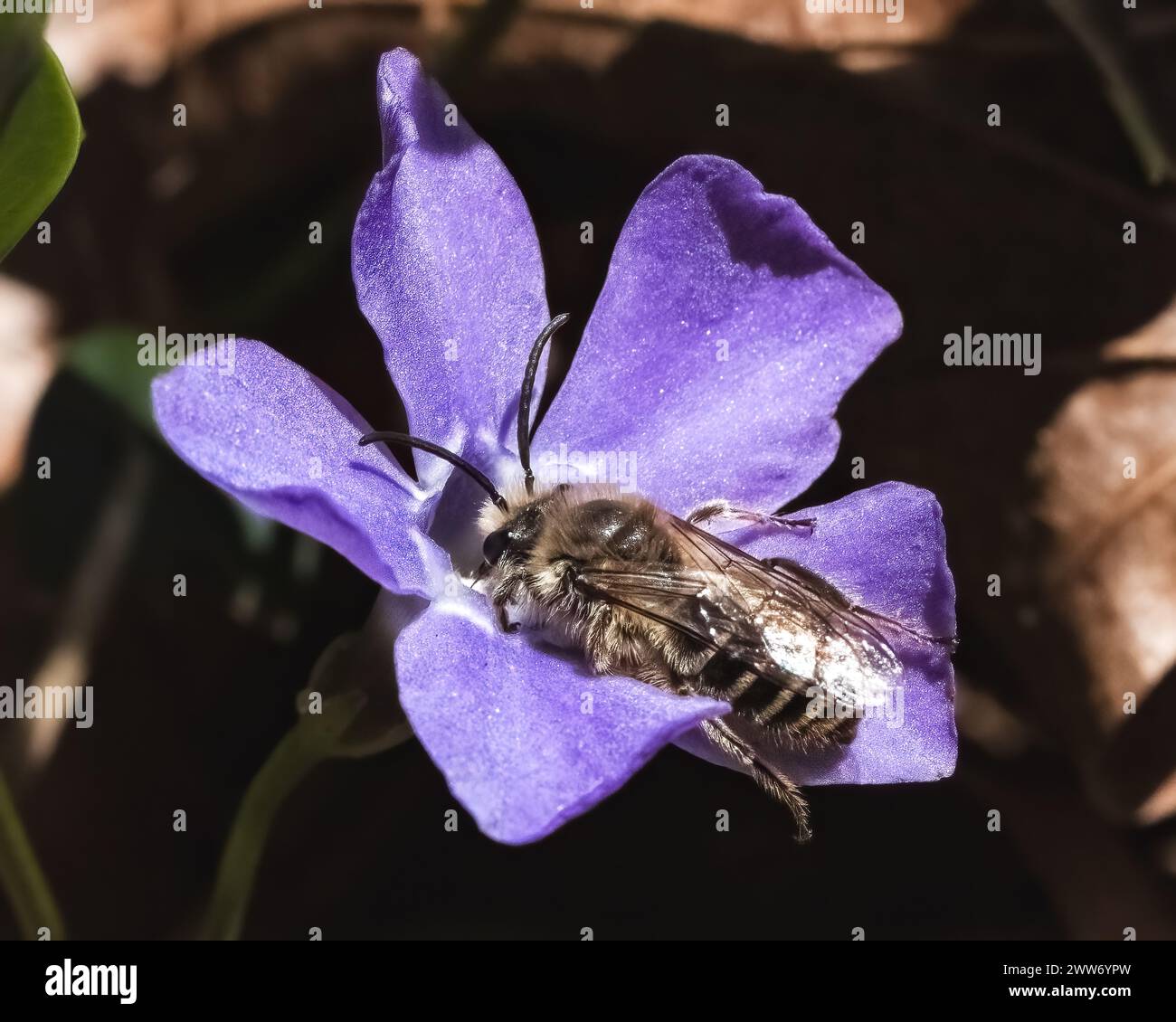 A Colletes Cellophane Polyester Bee retrieving nectar from a purple Periwinkle flower after it had just emerged from its underground nest. NY, USA Stock Photo
