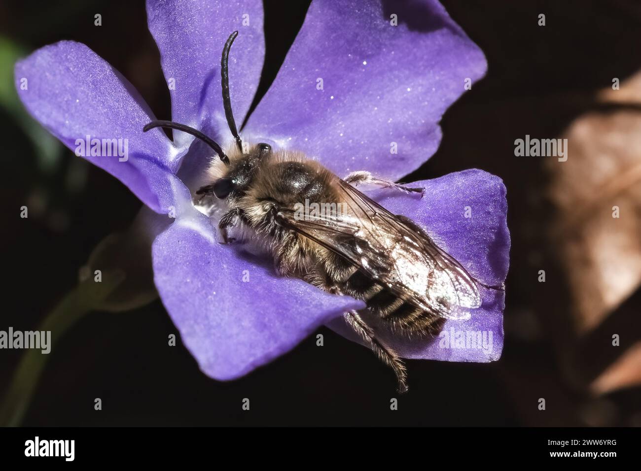 A Colletes Cellophane Polyester Bee retrieving nectar from a freshly blossomed Periwinkle flower. Long Island, New York, USA Stock Photo