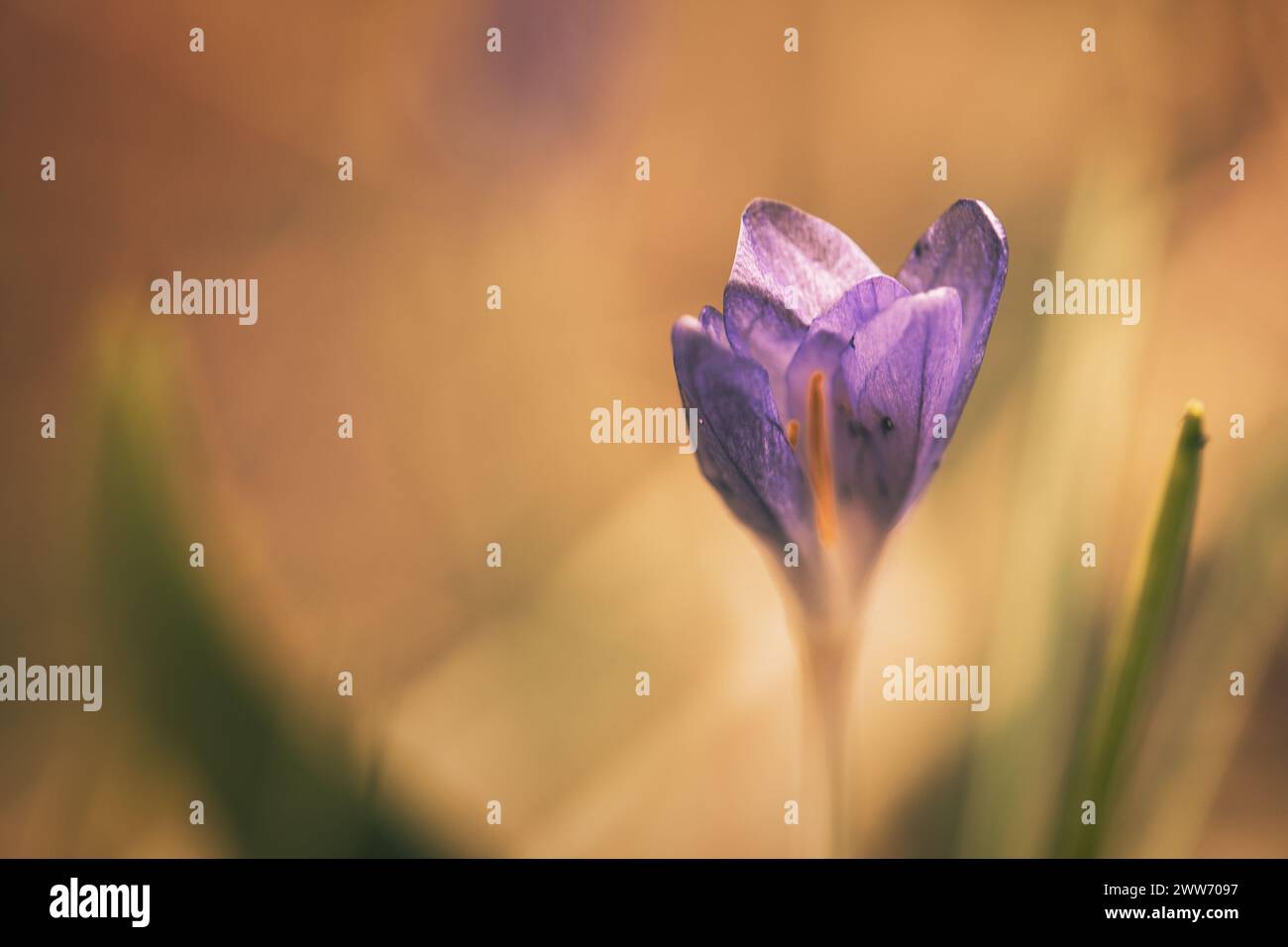 Single crocus flower delicately depicted in soft warm light. Spring