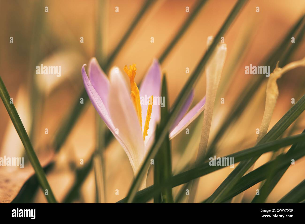 Single crocus flower delicately depicted in soft warm light. Spring