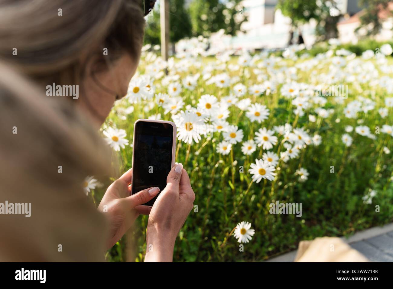 A woman takes a photo of flowering daisies on her smartphone Stock Photo
