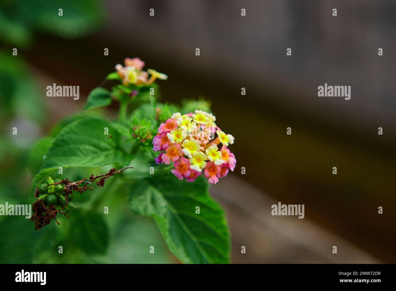Close-up of Lantana flower blooming in garden Stock Photo