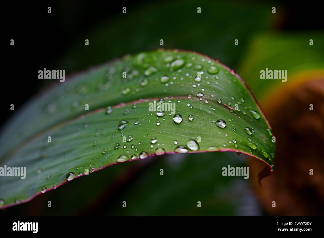 Close-up of raindrops on leaves Stock Photo