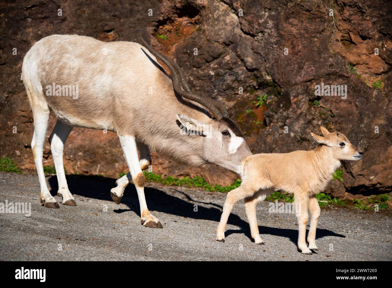 Addax with a baby giving her care Stock Photo - Alamy