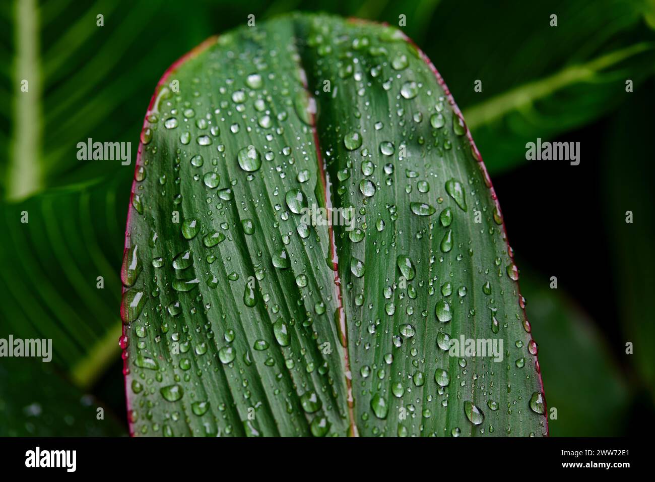Close-up of raindrops on leaves Stock Photo