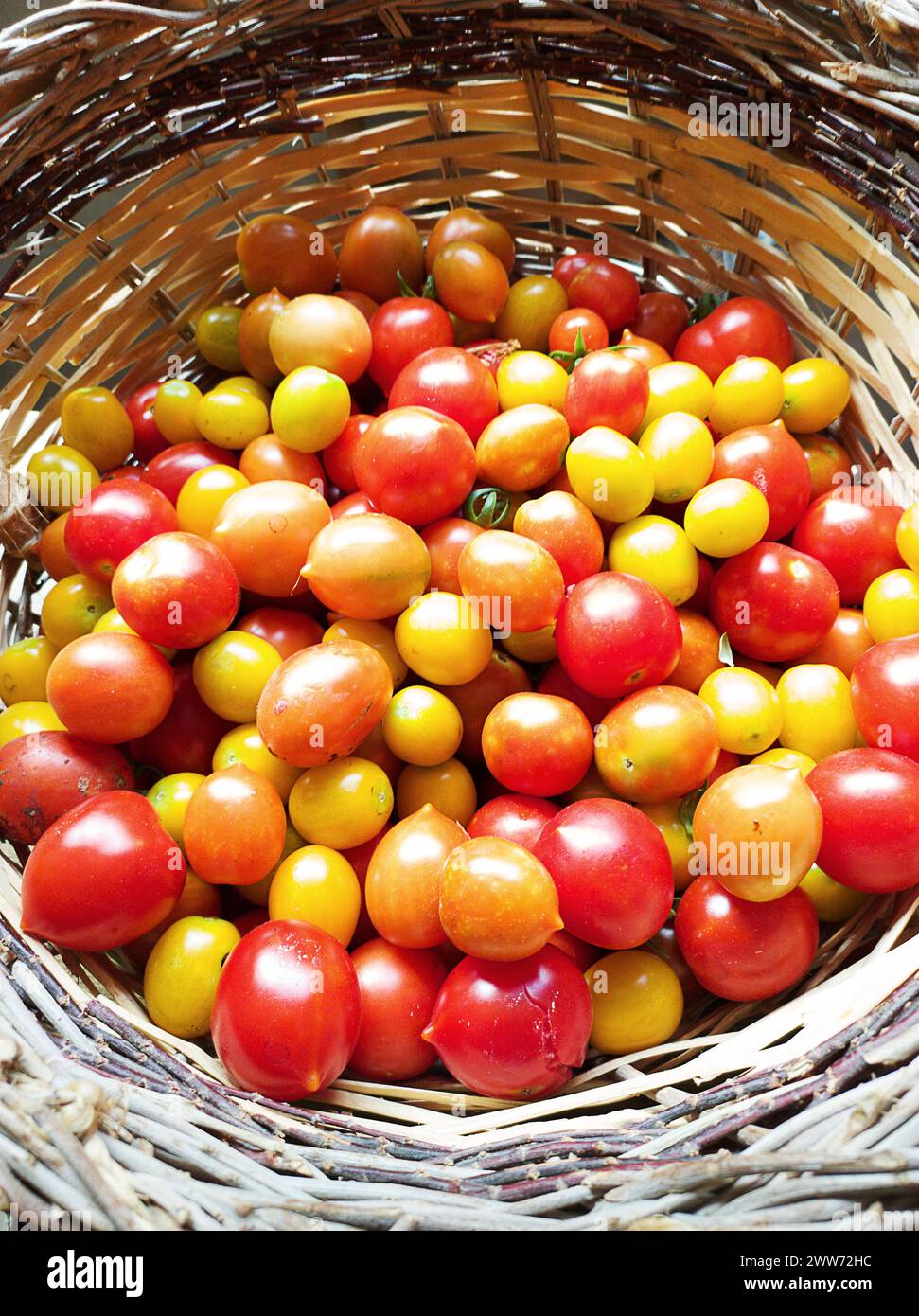 Cherry tomatoes of various shades in a wicker basket Stock Photo - Alamy