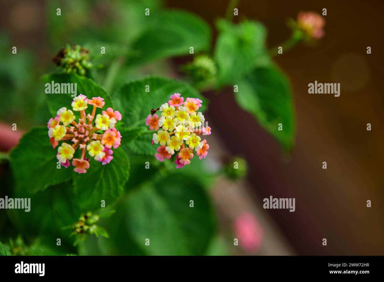 Close-up of Lantana flower blooming in garden Stock Photo