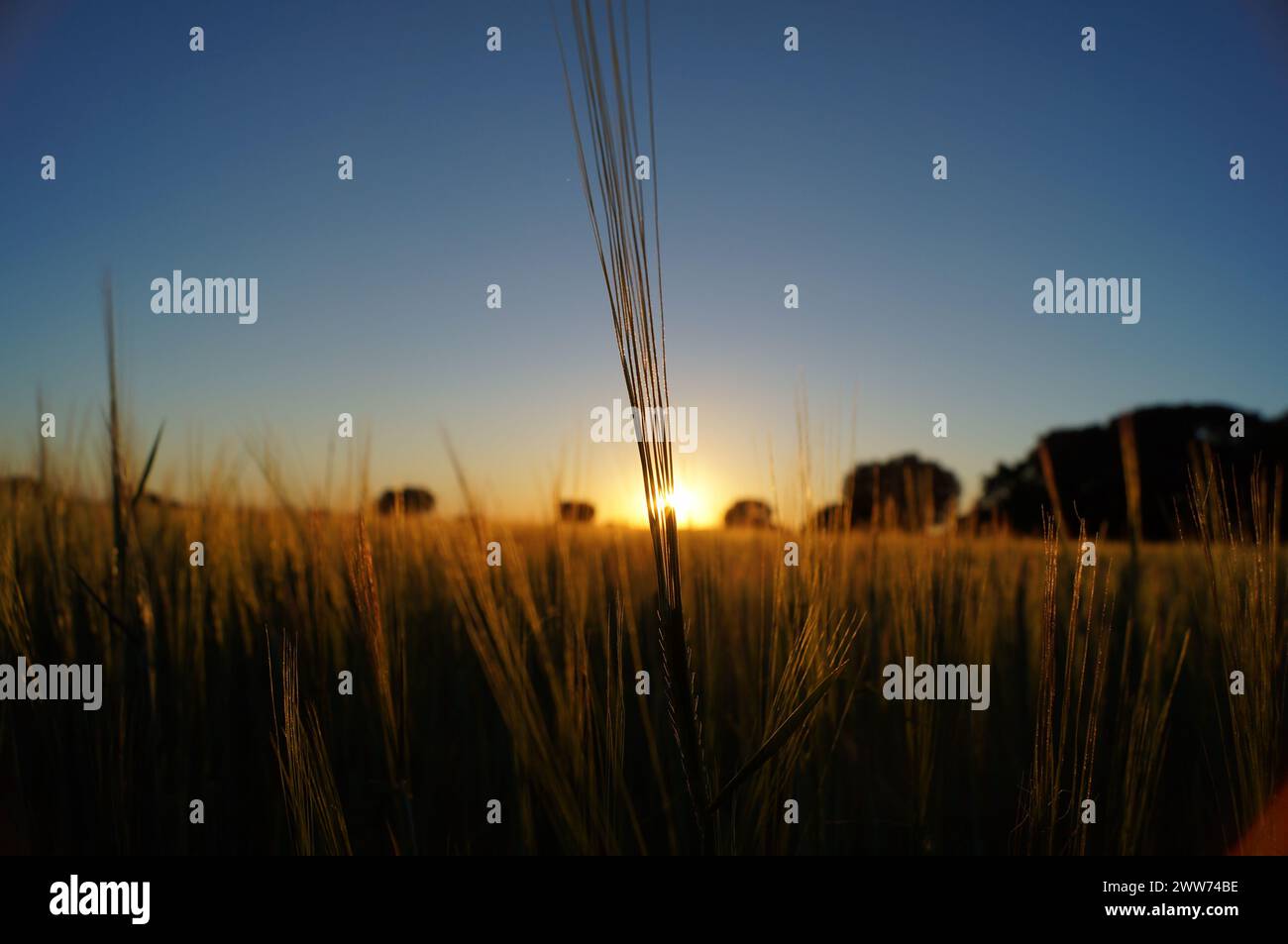The sun setting over a ripe wheat field in late summer Stock Photo - Alamy