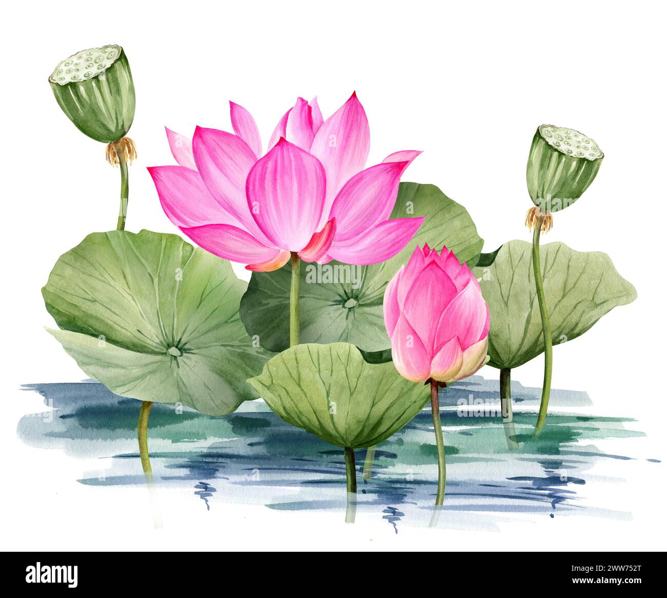 watercolor pink lotus flower and leaves, hand drawn illustration of spa and yoga theme, sketch of purple and magenta water lily with buds in water, As Stock Photo