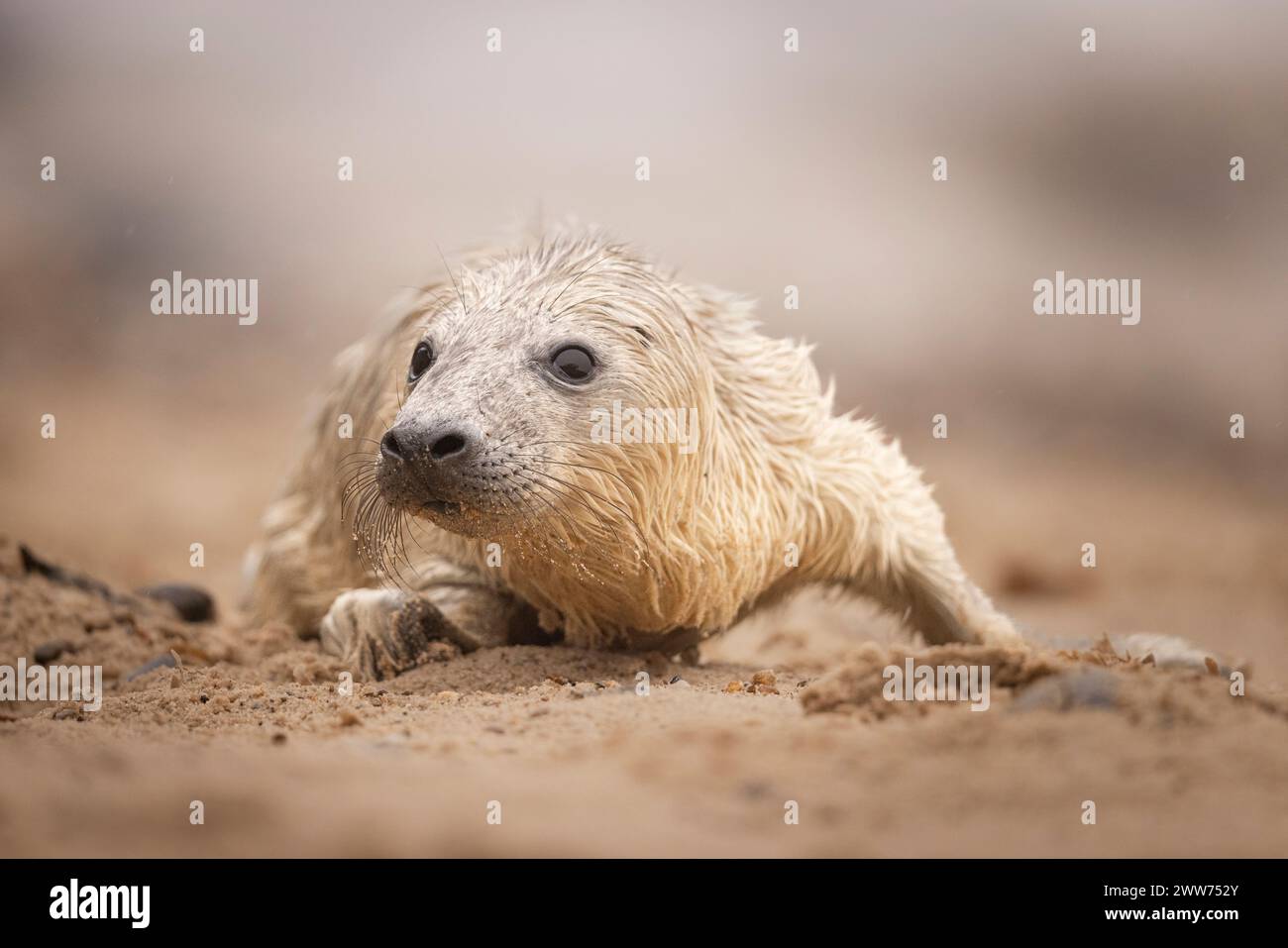 A Grey Seal pup of a pebble beach in Norfolk, UK Stock Photo - Alamy