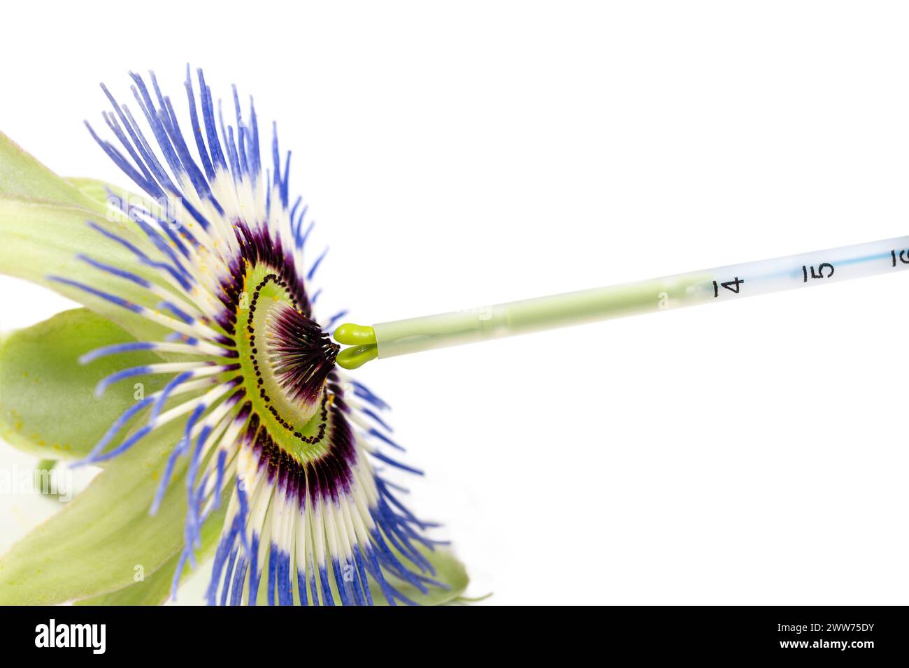 IUD penetrating a Passionflower flower symbolizing the uterus. Stock Photo