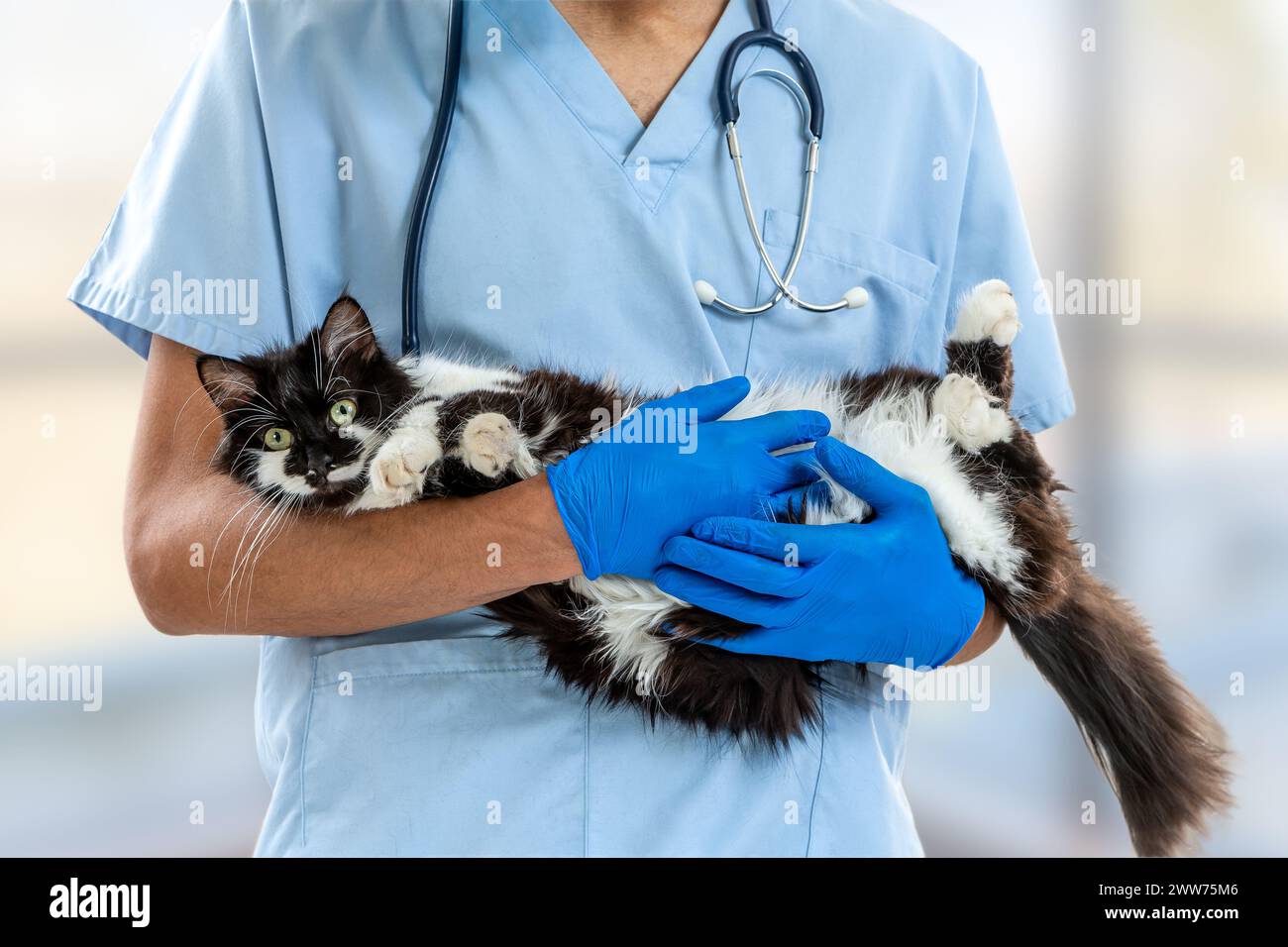 The pet in the veterinarian's dugg arms. Stock Photo