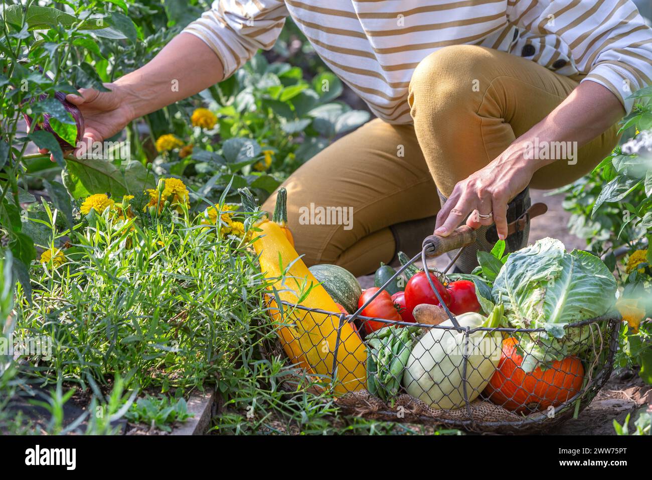 Close-up of hand picking an eggplant. Stock Photo