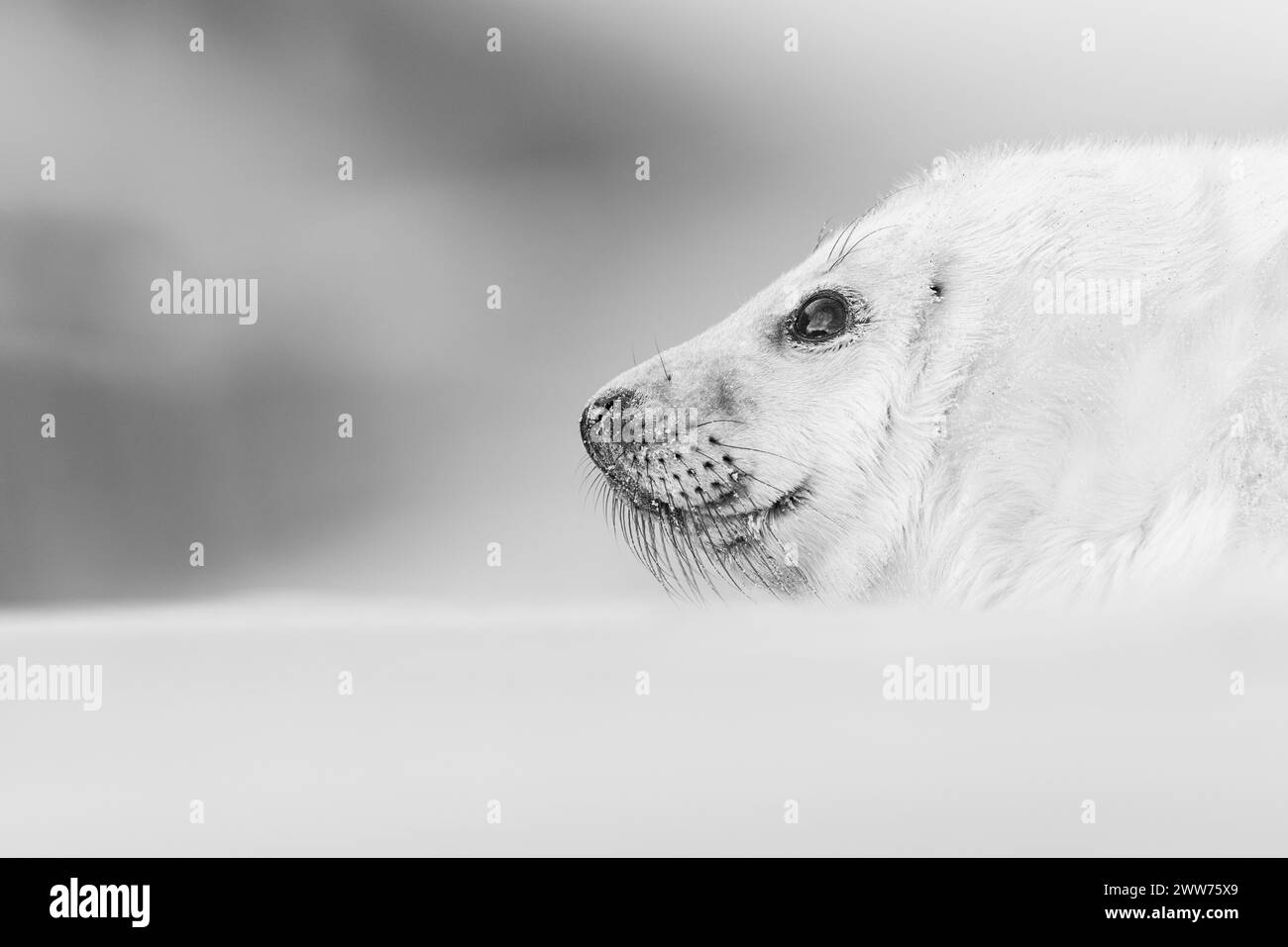 A grayscale shot a seal resting on snowy ground Stock Photo