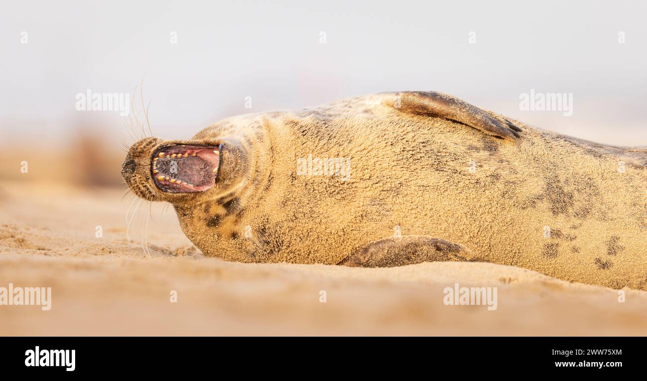 A Grey Seal Yawning lying on the sandy shore Stock Photo - Alamy